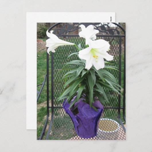 Het witte Briefkaart van de Lelie van Pasen (Voorkant / Achterkant)