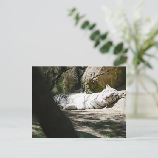 Het witte Briefkaart van de Tijger (Staand voorkant)