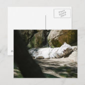 Het witte Briefkaart van de Tijger (Voorkant / Achterkant)