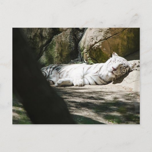 Het witte Briefkaart van de Tijger (Voorkant)