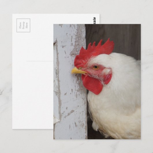 Het witte Gluren van de Kip Briefkaart (Voorkant / Achterkant)