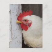 Het witte Gluren van de Kip Briefkaart (Voorkant)