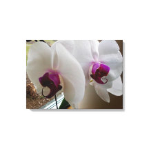 HET WITTE ORCHID canvas