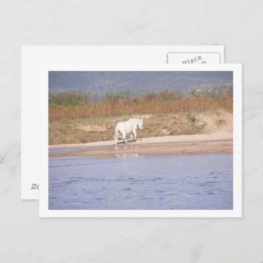het witte paard dat de rivier oversteekt briefkaart (Voorkant / Achterkant)
