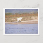 het witte paard dat de rivier oversteekt briefkaart (Voorkant)