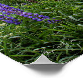 Het witte paard in een Lupine Field Poster (Hoek)