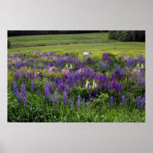 Het witte paard in een Lupine Field Poster
