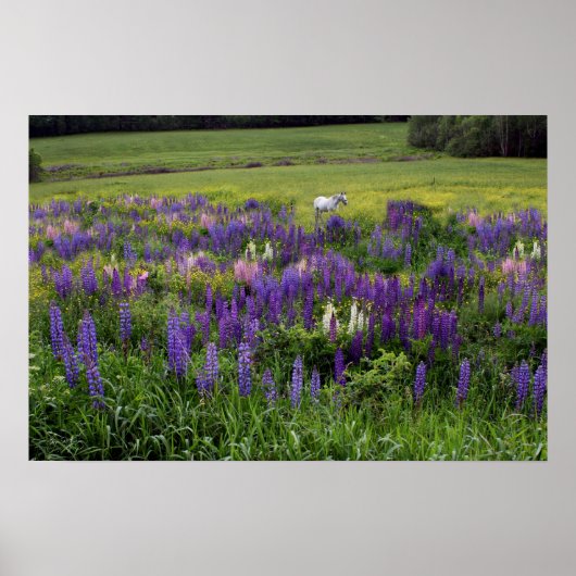 Het witte paard in een Lupine Field Poster (Voorkant)