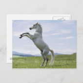 het witte paard springt op weide briefkaart (Voorkant / Achterkant)