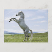 het witte paard springt op weide briefkaart (Voorkant)