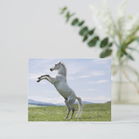 het witte paard springt op weide briefkaart (Staand voorkant)
