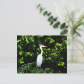 Het witte vogelBriefkaart Briefkaart (Staand voorkant)