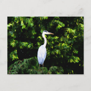 Het witte vogelBriefkaart Briefkaart