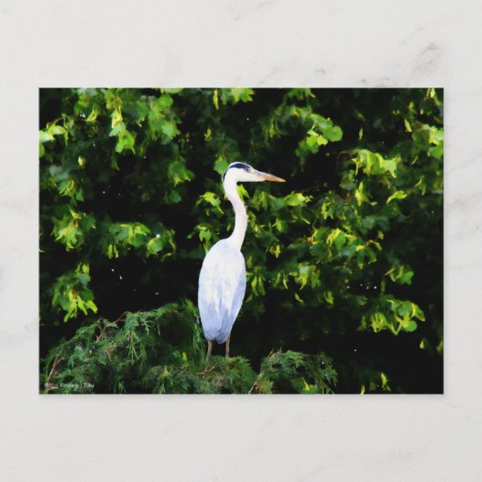 Het witte vogelBriefkaart Briefkaart (Voorkant)