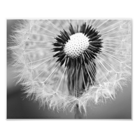 Het zaad van de Morgen Foto Afdruk (Voorkant)