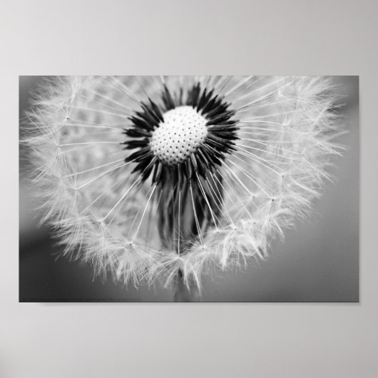 Het zaad van de Morgen Poster (Voorkant)