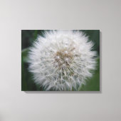 Het zaaien Paardebloem Bloem Canvas Print (Voorkant)