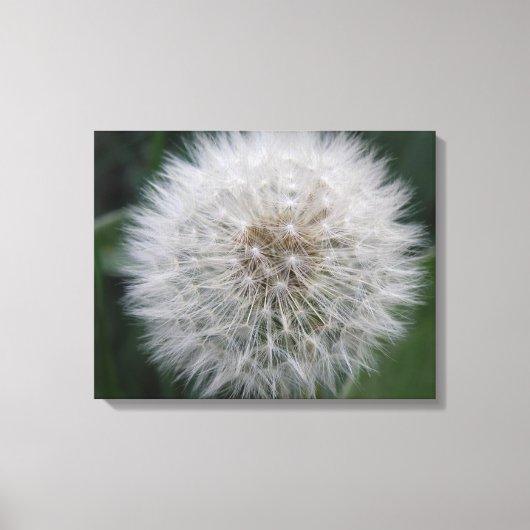 Het zaaien Paardebloem Bloem Canvas Print (Voorkant)