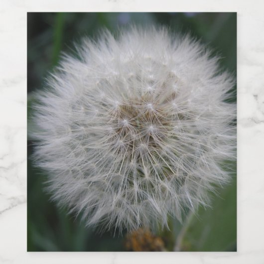 Het zaaien Paardebloem Bloem Wijnfles Etiketten (Enkel label)