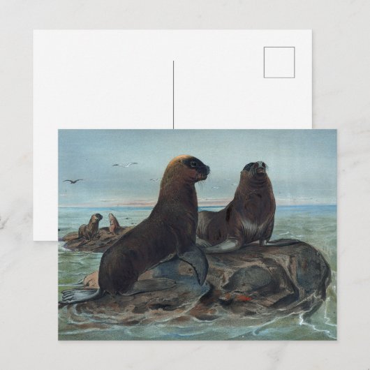 Het Zee Beer van Joseph Wolf Briefkaart (Voorkant / Achterkant)