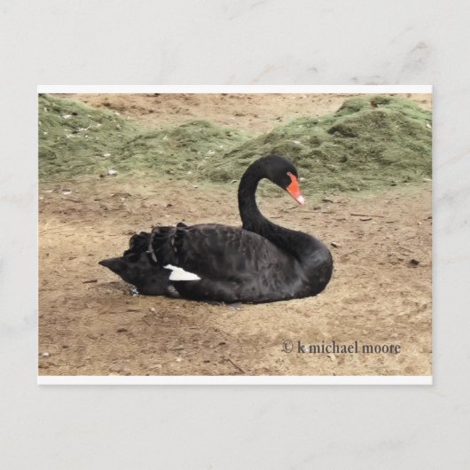 Het Zee dromen Briefkaart (Voorkant)