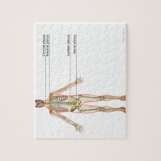 Het zenuwstelsel 2 legpuzzel (Verticaal)
