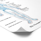 Het zenuwstelsel poster (Hoek)