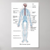 Het zenuwstelsel poster (Voorkant)