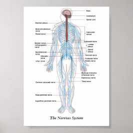 Het Zenuwstelsel Poster