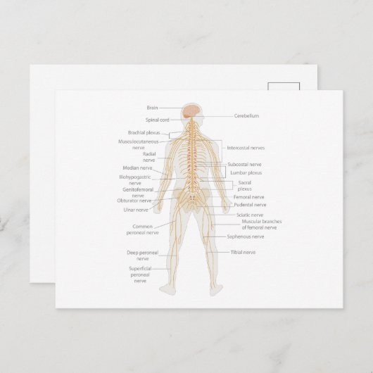 Het zenuwstelsel van het menselijk lichaam Lichaam Briefkaart (Voorkant / Achterkant)