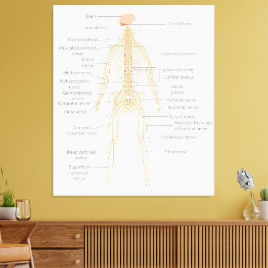 Het zenuwstelsel van het menselijk lichaam Lichaam Canvas Afdruk (Insitu (Woonkamer))