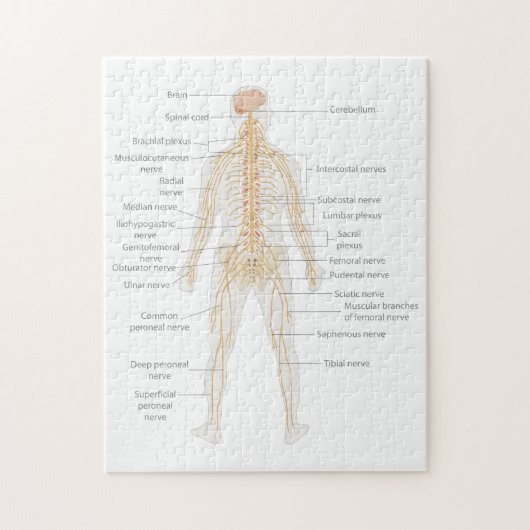 Het zenuwstelsel van het menselijk lichaam Lichaam Legpuzzel (Verticaal)