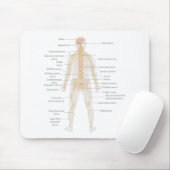 Het zenuwstelsel van het menselijk lichaam Lichaam Muismat (Met muis)