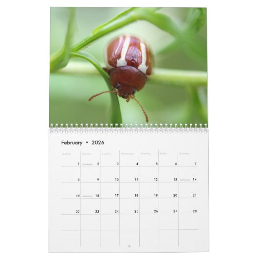 Het zijn de Beetles. Insecte agenda Kalender (Feb 2026)