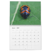 Het zijn de Beetles. Insecte agenda Kalender (Mar 2027)