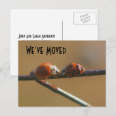 Het zoenen Ladybugs Nieuwe Natuur van het Adres Aankondigingskaart (Voorkant / Achterkant)