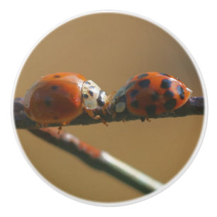 Het zoenen van Ladybugs op een draadhek dicht bij  Keramische Knop