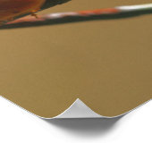 Het zoenen van Ladybugs op een draadhek dicht bij  Poster (Hoek)