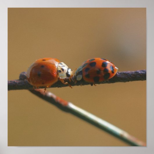 Het zoenen van Ladybugs op een draadhek dicht bij  Poster (Voorkant)