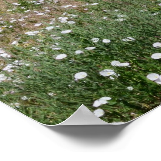 Het zomerColorado-landschap Poster (Hoek)