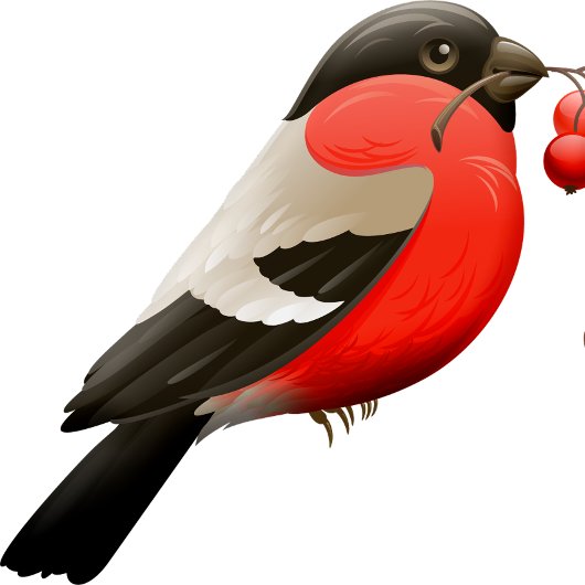 Het zomerse shirt bedrukt met een vogeltje in rood