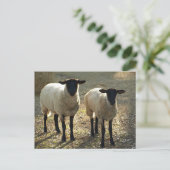 Het Zonlicht van de Middag van twee Schapen van Briefkaart (Staand voorkant)