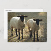 Het Zonlicht van de Middag van twee Schapen van Briefkaart (Voorkant / Achterkant)