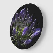 Het zonovergoten Bloeien Paarse Agapanthus, Grote Klok (Hoek)