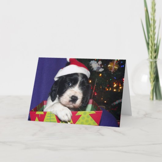 Het zwart-witte Engelse Spaniel Christma van de Feestdagen Kaart (Voorkant)