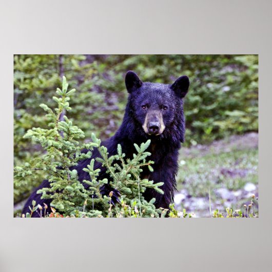 Het zwarte Beer is een staar Poster (Voorkant)