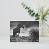 Het zwarte paard briefkaart (Staand voorkant)