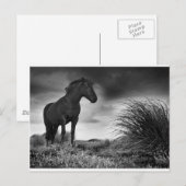 Het zwarte paard briefkaart (Voorkant / Achterkant)