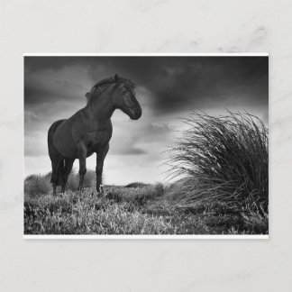 Het zwarte paard briefkaart