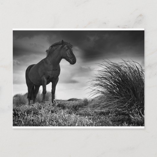 Het zwarte paard briefkaart (Voorkant)